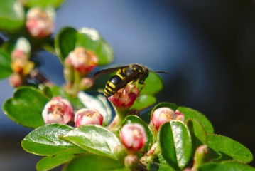 Bee on green-white-pink plant on grey blurry background
