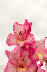 Pink gladiolus, raindrops on flower. Spring Garden with gladiolus.