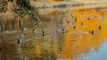 close up of ducks swimming in the pond