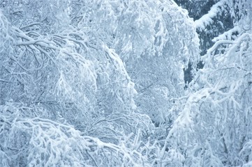 Snow on big hanging tree in winter