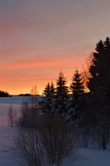 Fototapeta na wymiar Snowy trees on orange sunrise background in winter