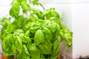 healthy basil