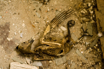 Skeleton of dead birds lying on the floor.