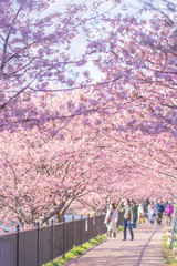 Kawazu sakura (Cherry blossom) festival, KAwazu Town, Shizuoka, Japan