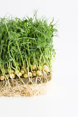 Sprouts of peas, micro greens on a white background, macro