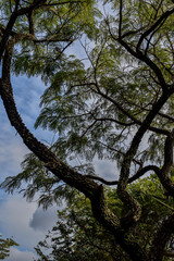 Copa de árvore vista de baixo contra céu azul