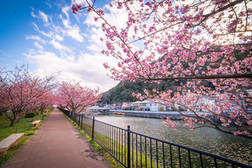 Kawazu sakura (Cherry blossom) festival, KAwazu Town, Shizuoka, Japan