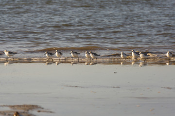 les oiseaux sur la plage