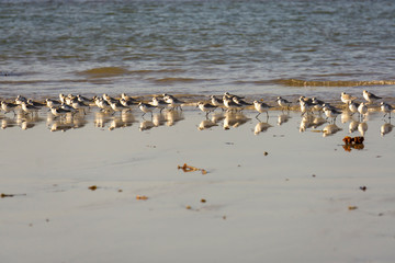 les oiseaux sur la plage