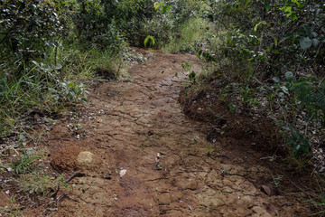 Obraz premium Estrada de terra seca rachada através de floresta do bioma Cerrado