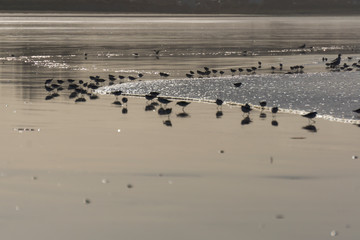 les oiseaux sur la plage