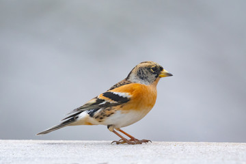 Brambling (Fringilla montifringilla) sitting on a stick on grey