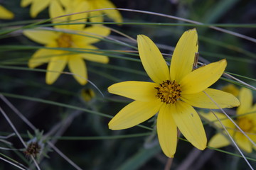 Fototapeta premium una flor y otra flor