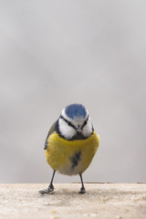 Fototapeta premium Blue tit bird Cyanistes caeruleus sitting on the perch in winter