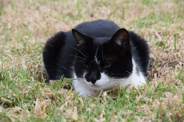 otro gato japonés