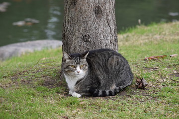 Gato Japonés