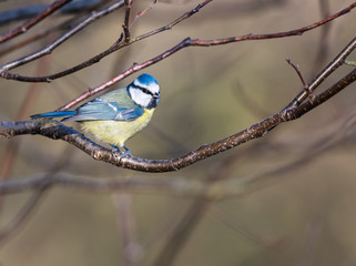 Fototapeta premium Blue Tit