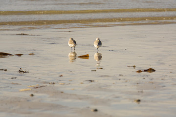 les oiseaux sur la plage