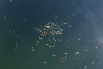 Group of mosquito larvae in the water in water tank, common house mosquito (Culex pipiens)