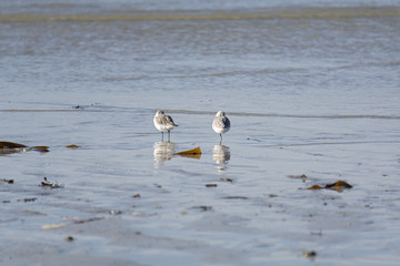 les oiseaux sur la plage