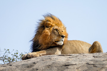 Portrait of a lion resting on a rock in Ngorongoro National Park, Tanzania