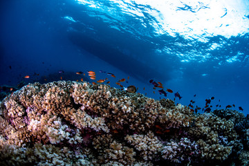 Naklejka na ściany i meble Scuba diving under the boat with tropical reef fish