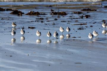 les oiseaux sur la plage