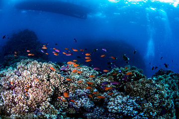 Fototapeta na wymiar Anthias fish swimming over the reef