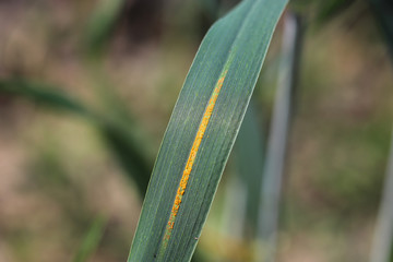 Wheat leaf rust (Puccinia triticina)- fungal disease of wheat. Symptoms are brown rust pustules on...