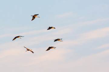 Flock of cranes in the sky