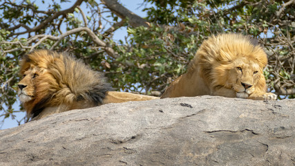Two lions resting side by side on a rock, Ngorongoro, Tanzania.