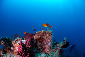 Anthias fish swimming over the bow of an underwater wreck