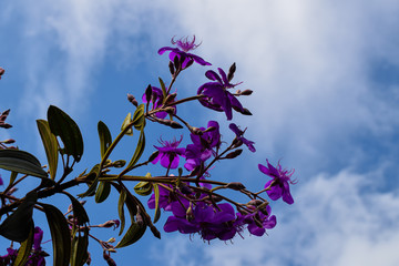 Flor roxa com fundo céu azul