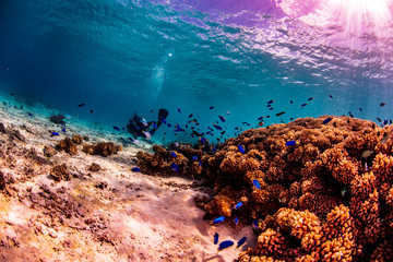 A scuba diver watching a moorish idol swimming over the reef with other tropical fish