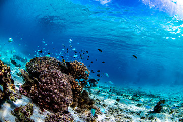 Blue chromis fish swimming near a coral head in Tonga