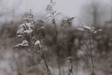 winter background with dried grass covered with snow,rural landscape