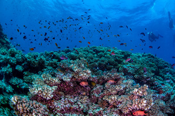 Fototapeta na wymiar Tropical fish swimming over the reef in Fiji