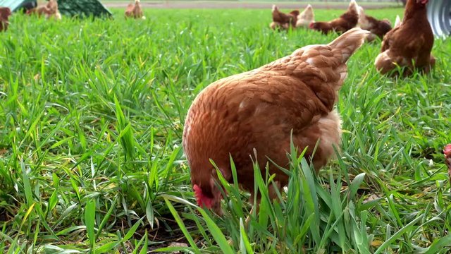 Eier von freilaufenden Hühner,  braune Legehenne pickt auf einer Weide im Gras