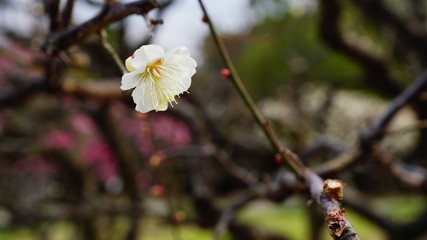 万博記念公園の梅林
