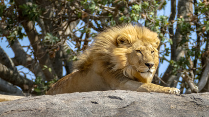 Portrait of a lion resting on a rock in Ngorongoro National Park, Tanzania