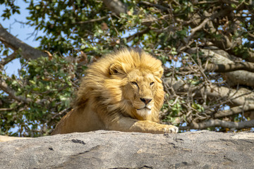 Portrait of a lion resting on a rock in Ngorongoro National Park, Tanzania