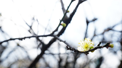 万博記念公園の梅林