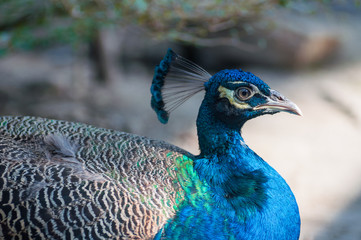 Fototapeta premium peacock with feathers out