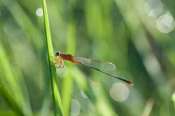 dragonfly on green leaf