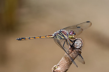 dragonfly
