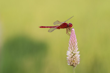 Red dragonfly on a flower