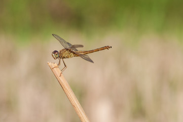 yellow dragonfly sitting on a blade of grass