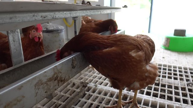 Eier von freilaufenden Hühnern, Hennen fressen in einem mobilen Hühnerwagen