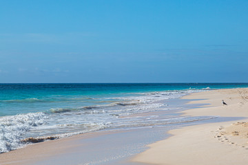 Fototapeta na wymiar A seagull standing on the sandy Elbow Beach on the island of Bermuda