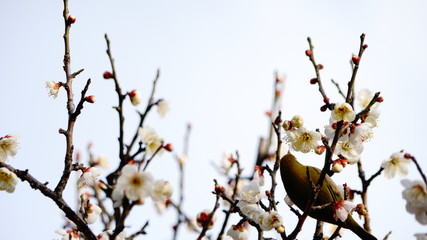 メジロと梅の木